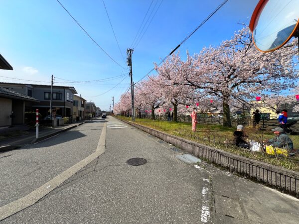 4kmも続く桜並木は圧巻です♪
